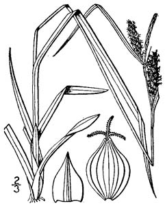 Limestone Meadow Sedge /
Carex granularis